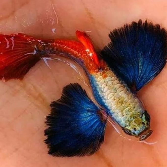 ikan hias guppy PRTDE platinum red tail dumbo ear siap kawini