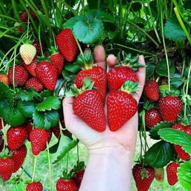 isi 20 Biji Benih Buah Strawberry Jumbo California Genjah Benih Bibit Strawberry Jumbo