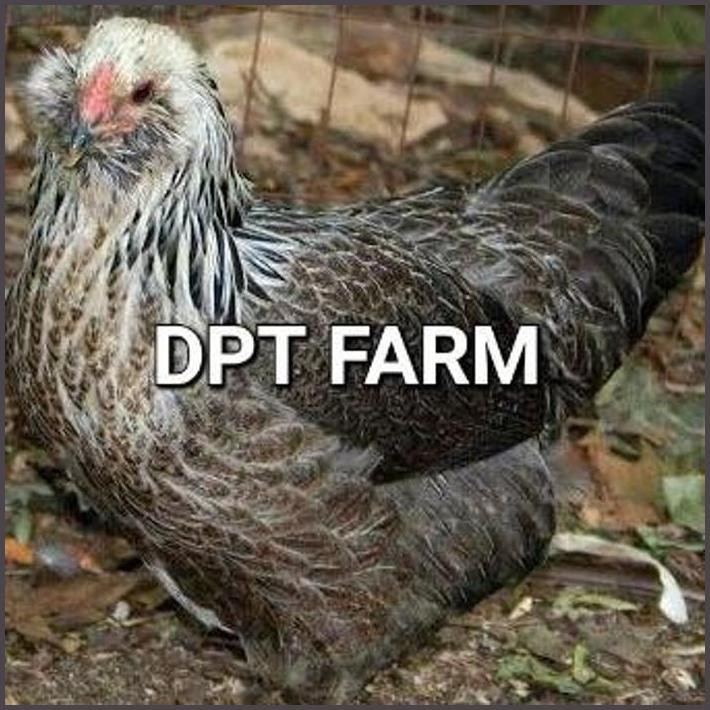 

FRESHH TELUR AYAM AMERAUCANA ORI UNTUK DITETASKAN TERBARU