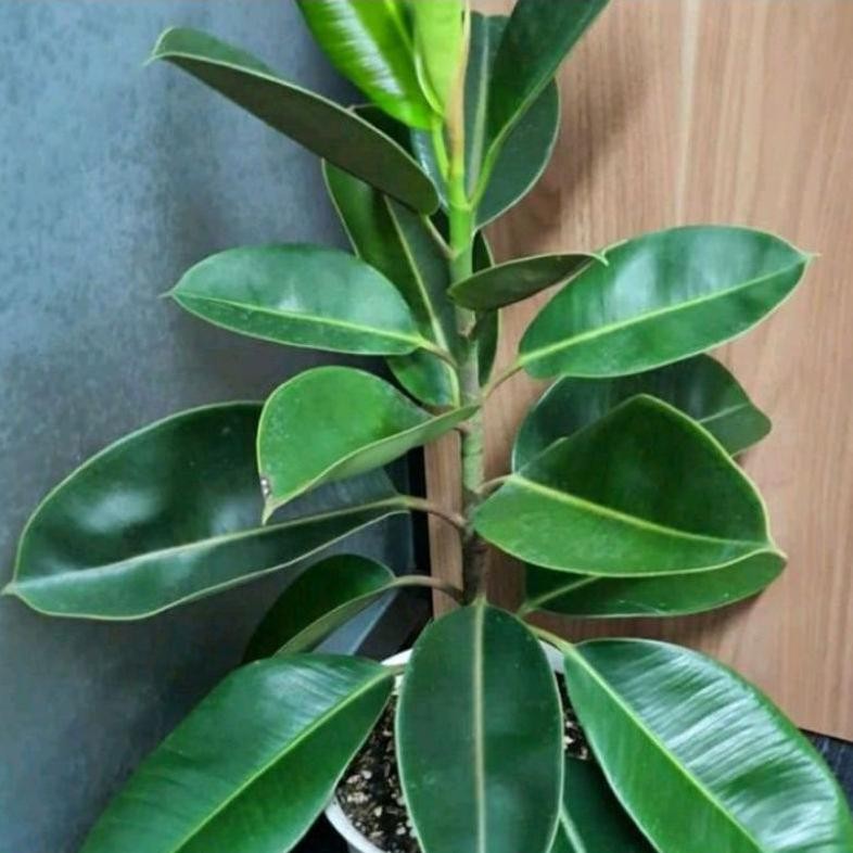 Pohon Karet Kebo Hijau Rubber Plant Ficus Elastica Tinggi 50 Cm