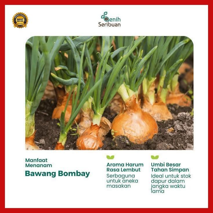 

(Terbaru) 5 Benih Bawang Bombay Benih Sayuran Bawang Utah Yellow Sweet Import Bestseller