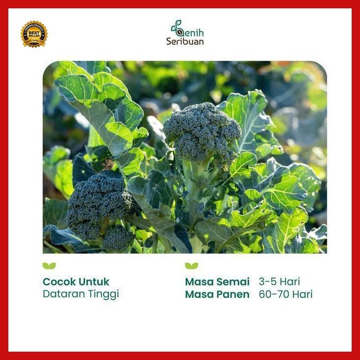 

(Diskon) 5 Benih Brokoli Hijau F1 Hibrida Green Super Bibit Sayuran Seribuan Bestseller