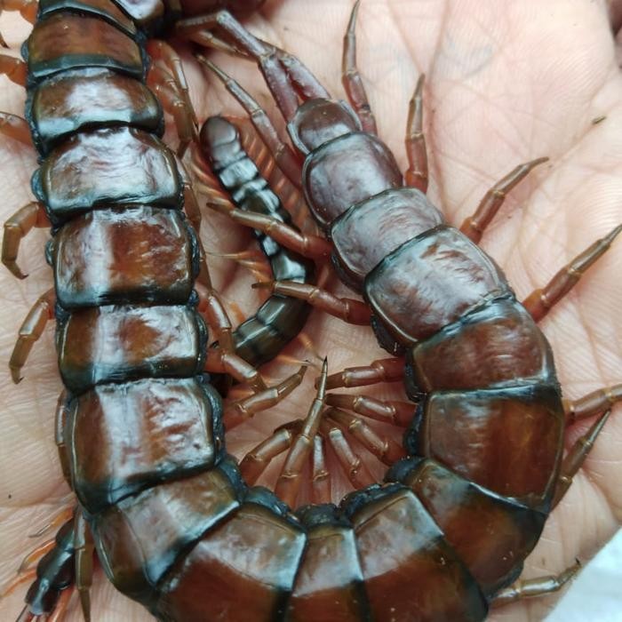 Lipan Merah Murah PFC lipan kelabang seribu jumbo besar pakan ikan Arwana