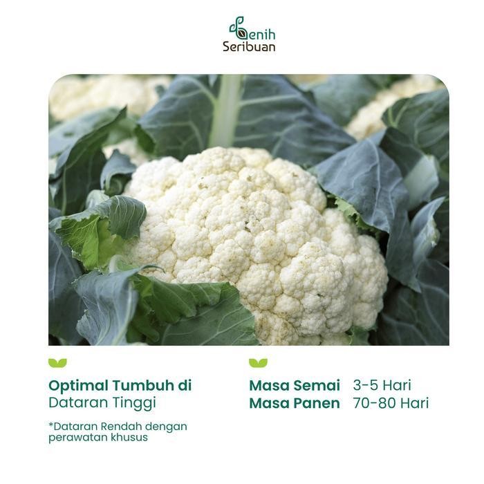 

(Promo) 10 Benih Kembang Kol Putih F1 Dataran Rendah Bibit Sayuran Seribuan Bestseller