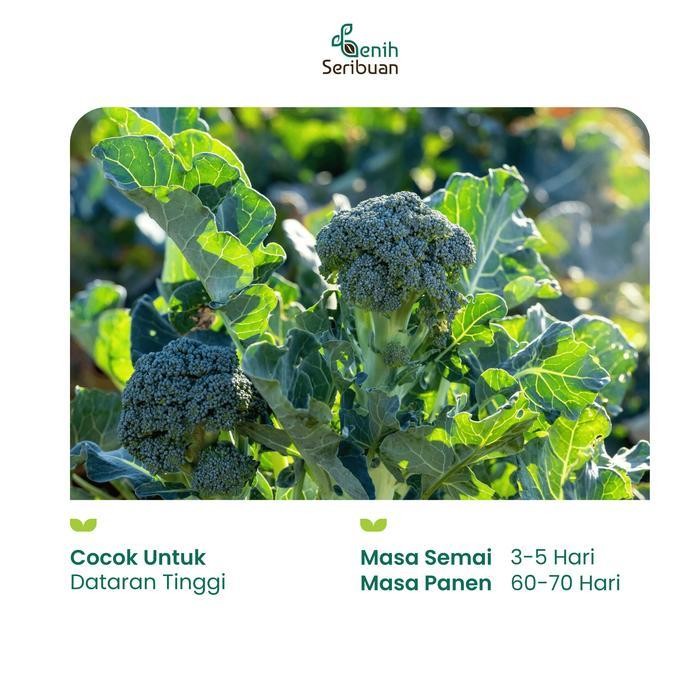 

(Promo) 5 Benih Brokoli Hijau F1 Hibrida Green Super Bibit Sayuran Seribuan Bestseller