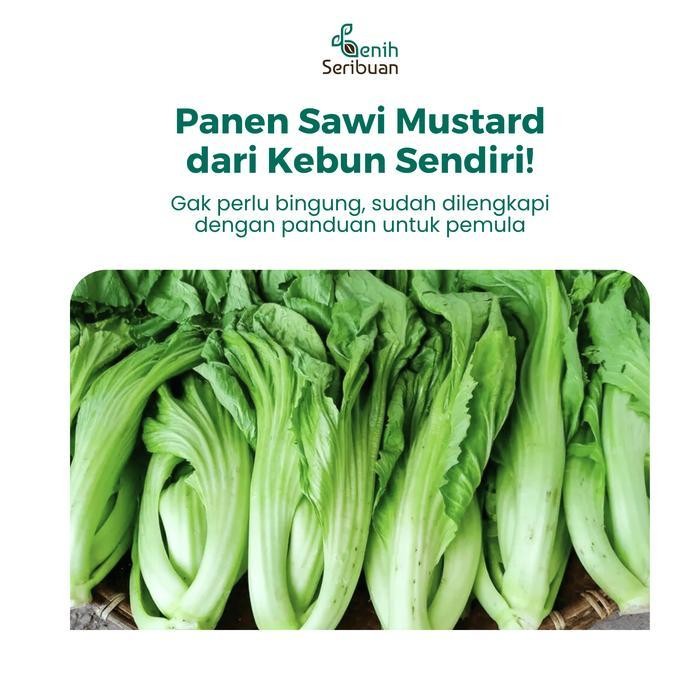 (Ready) 50 Benih Sawi Mustard Head Lettuce Known You Seed Bibit Sayur Unggul Bestseller