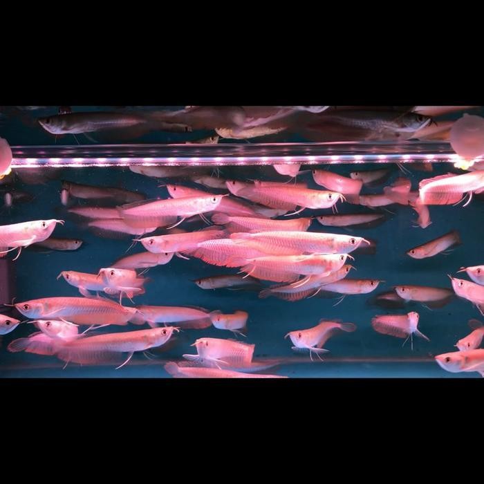 RA Arwana Silver Brazil 14cm / arowana silver brazil serat merah 14cm