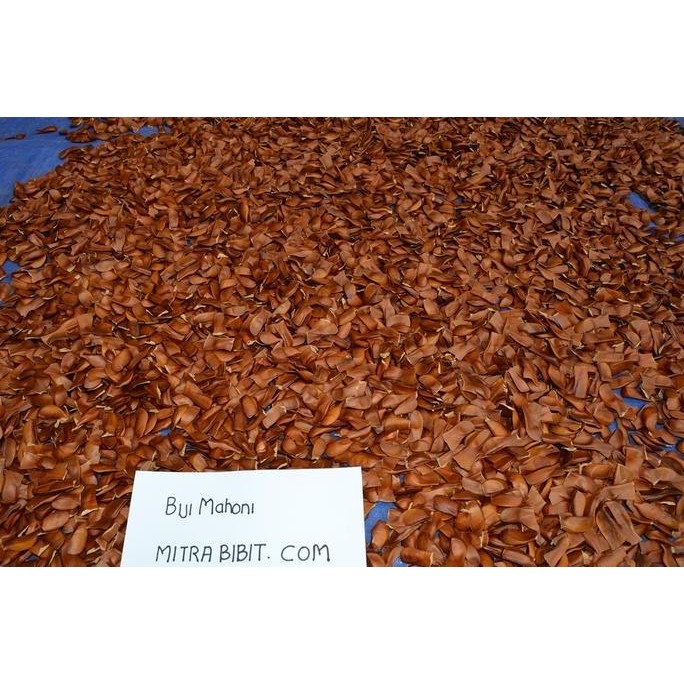 

JR26 Jual Biji Mahoni Kering | Biji Mahoni Untuk Obat | Biji Mahoni Murah | Biji Mahoni Untuk Di Konsumsi