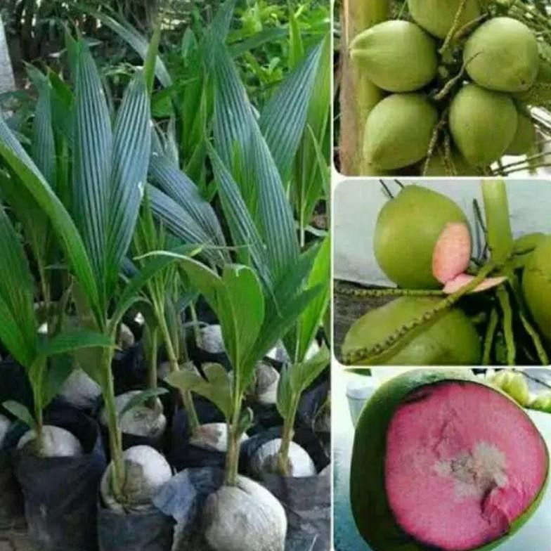 Bibit Kelapa Wulung / Kelapa Hijau Wulung /Kelapa Ijo Asli
