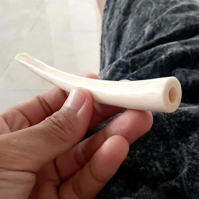 Iga duyung bersih padat model bulat ada tempat gigitan panjang 10cm