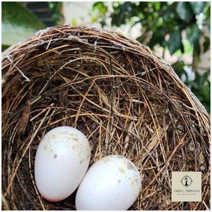 

NEW PROMO TELUR BURUNG MURAI BLOROK FIRTIL TERBAIK