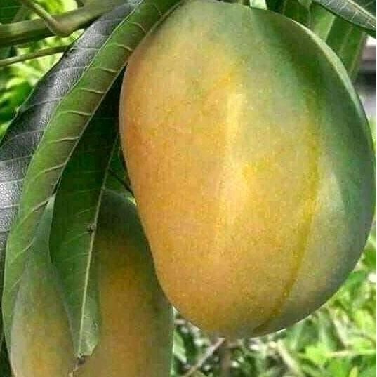 BISA BERBUAH DI POT Bibit tanaman buah mangga gadung diskon