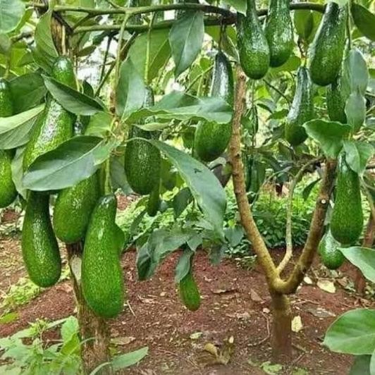BISA BERBUAH DI POT Bibit Buah Alpukat pohon alpukat tanaman alpukat aligator dan miki