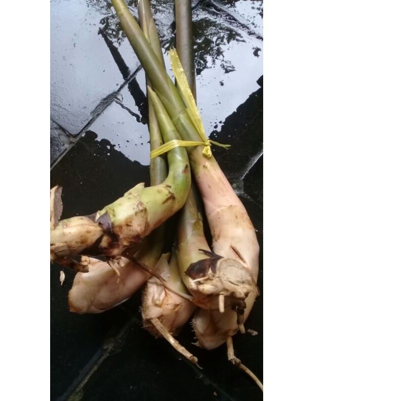 Bibit Kecombrang Merah, Bibit Kecombrang Honje, Bibit Kecombrang Sayur, Bibit Kecombrang Super