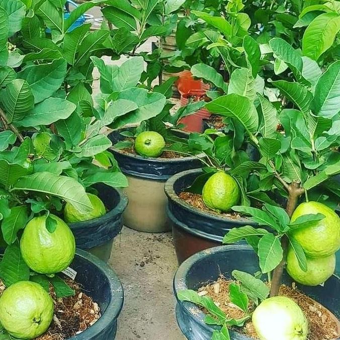 Bibit Jambu Kristal Kondisi sudah berbuah Tabulampot