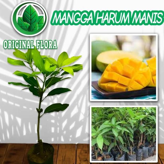 Bibit Mangga Harum Manis Pohon Mangga Bibit Buah Mangga Harum Manis