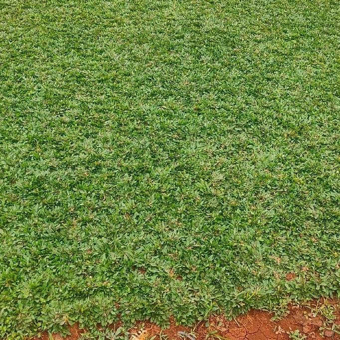 Rumput Gajah Mini Hias/Rumput Untuk Taman
