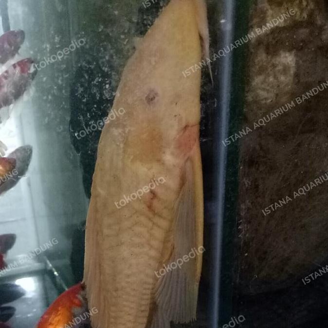 Ikan Sapu Albino Jumbo