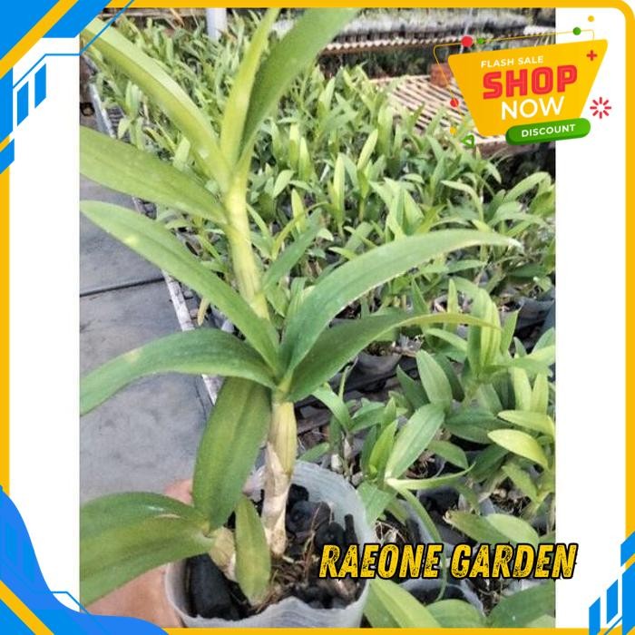 ANGGREK BULAN PUTIH HIDUP SEGAR GROSIR ANGGREK DENDROBIUM DEWASA BER ID TERMURAH