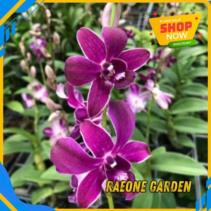 BUNGA ANGGREK ANGGREK DENDROBIUM CAESAR HIROSHI35K,,, TERBAIK