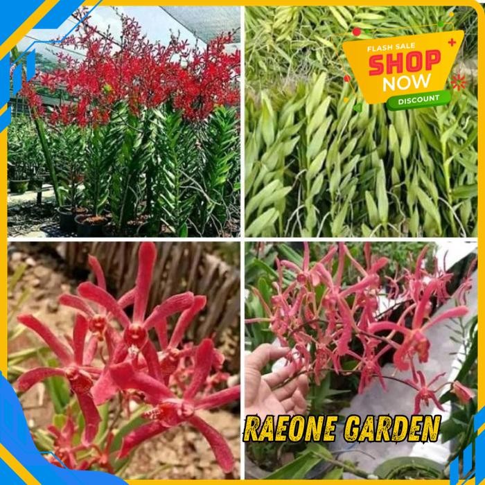 TANAMAN ANGGREK MINI POT ANGGREK TANAH JAMESTORY MERAH GRATIS ONGKIR