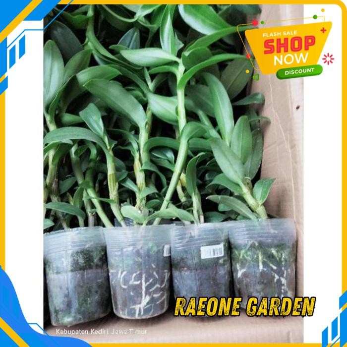TANAMAN HIAS ANGGREK DENDROBIUM ANGGREK DENDRO BLUE SPIN BESAR BEST PRODUCT