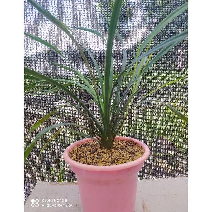Tanaman Yucca R. Amerika Bibit Sehat - Siap Tanam