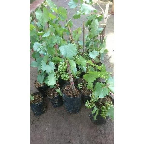 N3Ng Bibit Pohon Anggur Sudah Berbuah / Tanaman Anggur