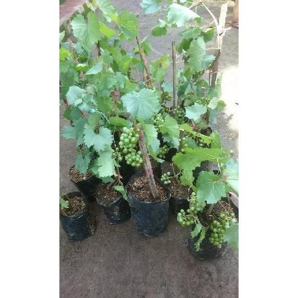 N3Ng Bibit Pohon Anggur Sudah Berbuah / Tanaman Anggur