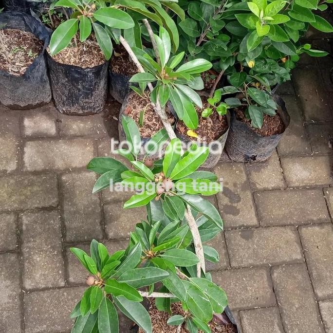 Bibit tanaman sawo jumbo CM 19 kondisi berbuah