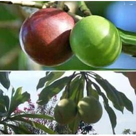 10 Bibit Tanaman Bunga Pohon Bintaro