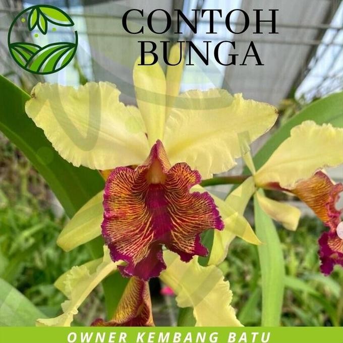 Bibit Anggrek Botol Cattleya DOWIANA Bunga Besar Wangi Tanaman Koleksi