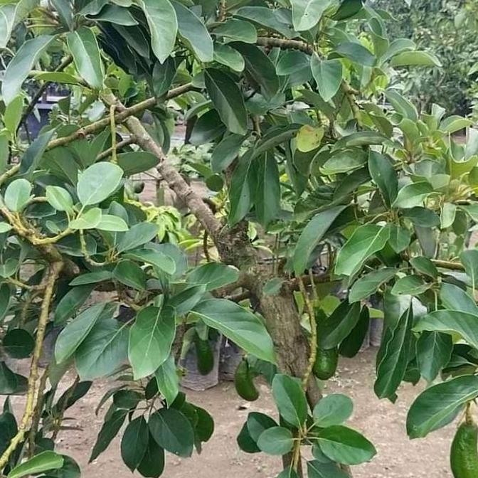 bibit tanaman alpukat kelud batang jumbo asli