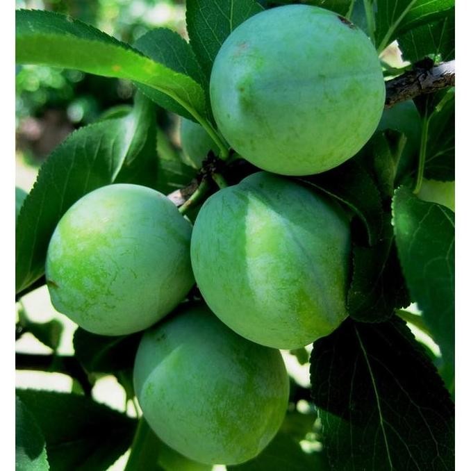 Bibit Tanaman Buah Plum Hijau