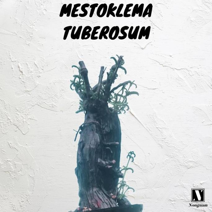 RARE [BIBIT TANAMAN LANGKA CAUDEX SUKULEN IMPORT] Mestoklema Tuberosum