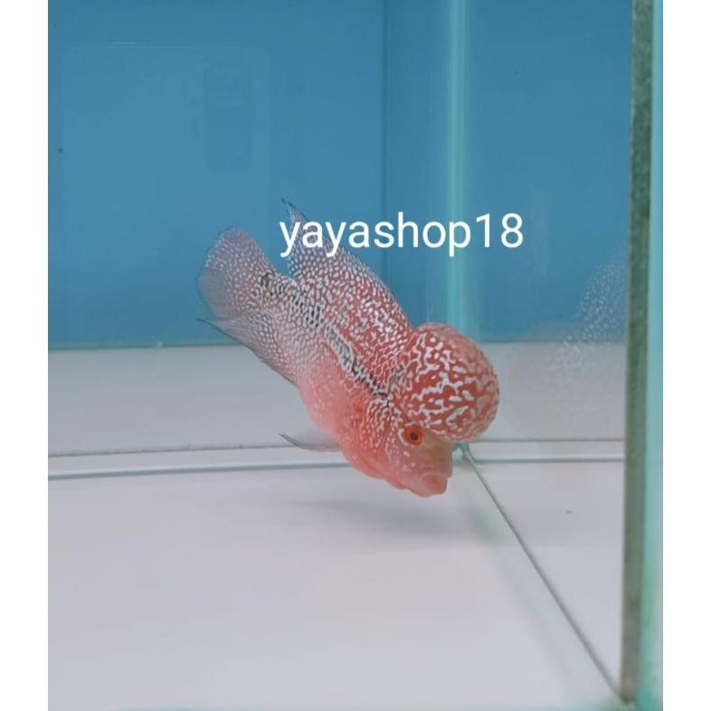 Louhan Srd / Srm Ori Thailand Kualitas Bagus Hiasan Aquarium