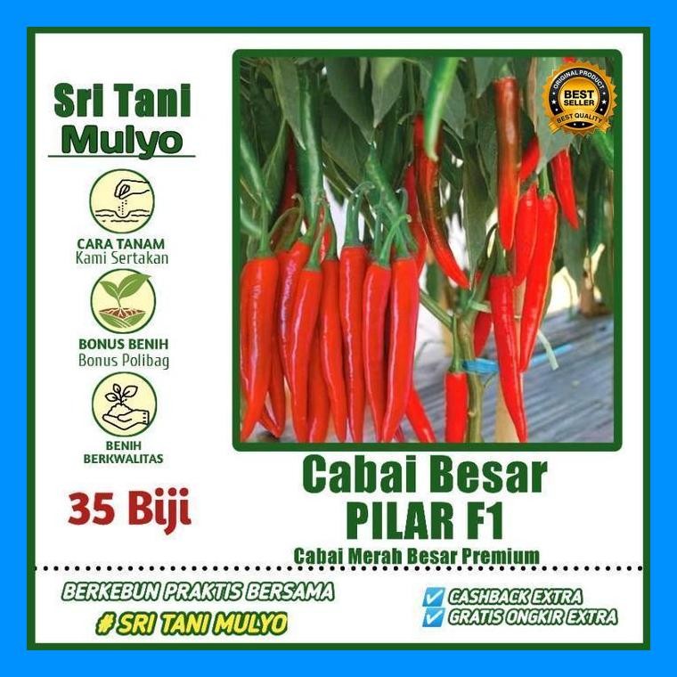 [Cod] - 35 Biji - Benih Cabe Merah Besar Pilar F1 Cap Panah Merah Repack