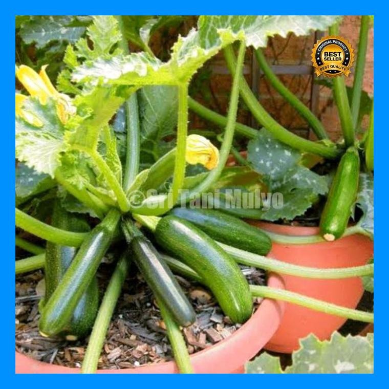 [Cod] - 2 Biji - Benih Zucchini Hijau Bibit Tanaman Zukini - Sukini Zukini