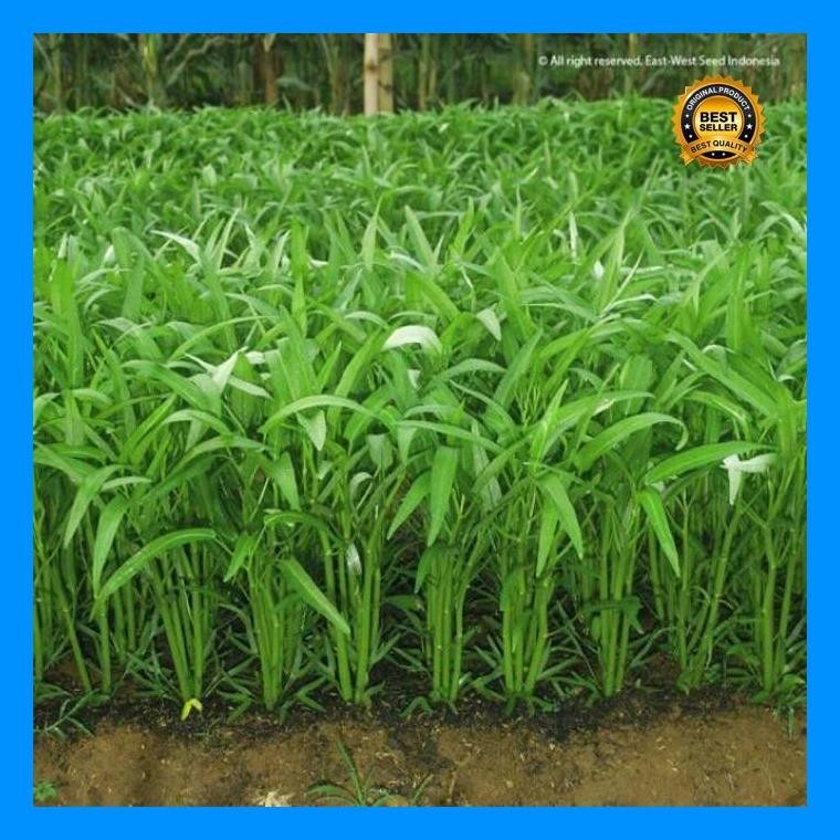 [Cod] - 500 Biji - Benih Kangkung Hibrida - Kangkung Daun Lebar - Benih Sayur