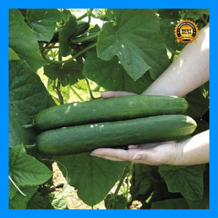 [Cod] - 10 Biji - Benih Timun Jepang Toska F1 - Kaya Gizi Cocok Untuk Diet