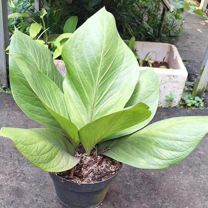 Promo Anthurium jemani cobra catalog ukuran dewasa cobra catalog dewasa COD