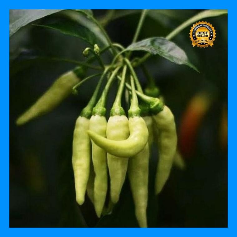 [Cod] - 100 Biji - Benih Cabai Rawit Berangkai Shypoon F1 - Cabai Bergerombol