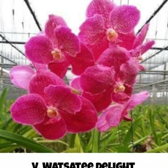 Promo Anggrek Vanda dewasa Wastatee Delight COD