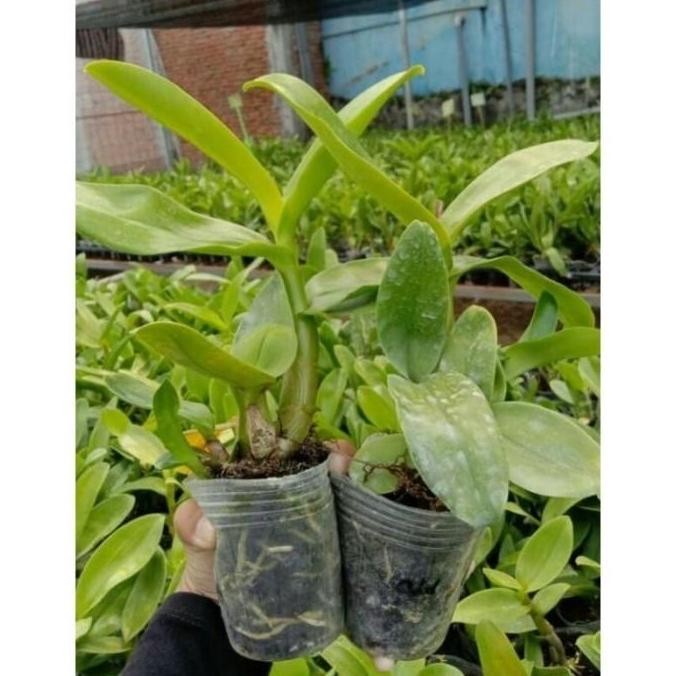 Artifical- Seedling Anggrek Dendrobium Blue - Biru - Bunga Hias Anggrek Plastik Tanaman