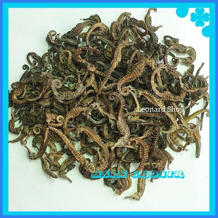KUDA LAUT ( BS ) 10 GRAM HAI MA KECIL KERING GRADE A HERBAL OBAT KESUBURAN PRIA WANITA / HAIMA / HAI