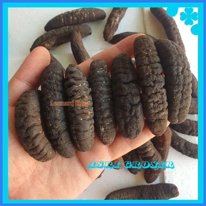 HAISOM SUPER ISI 7-8 ASLI BANGKA BELITUNG TERIPANG HOISOM GOSOK KERING PRODUK PILIHAN