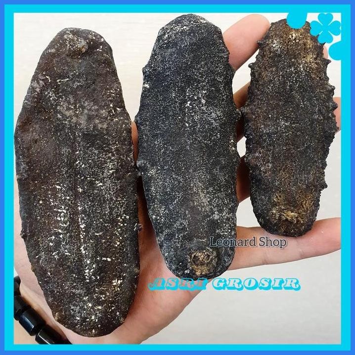 HAISOM TUBOSOM HITAM KERING SUPER ( 1 KG JD 5 KG ) TERIPANG GAJAH SUSU PRODUK TERBAIK