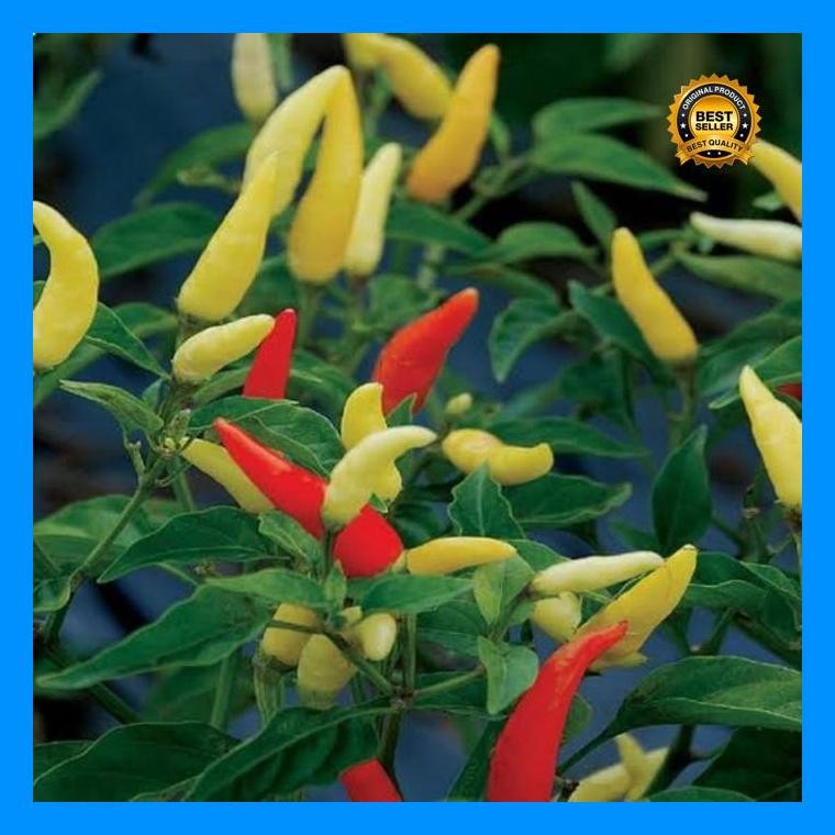 [Cod] - 25 Biji - Benih Cabai Rawit Unggul Japlak Putih - Berbuah Lebat Bibit