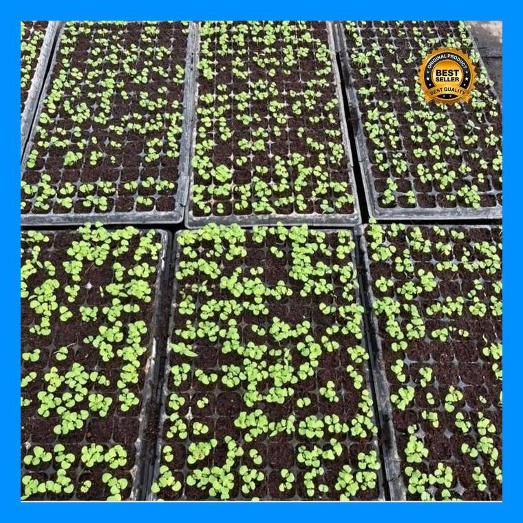 [Cod] - Tray Semai Bibit Sayuran, Bunga, Lubang 105, 128, 200 Media Tanam Semai Benih Satuan
