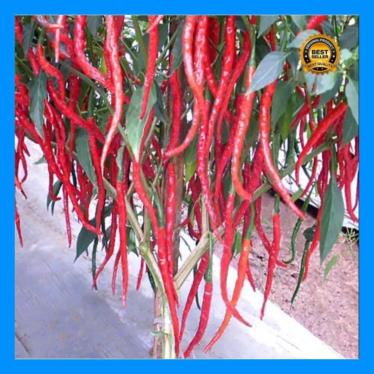 [Cod] - 15 Biji - Benih Cabai Keriting Kwalitas Premium - Jacko F1 - Tunas Agro - Bibit Sayuran Beni